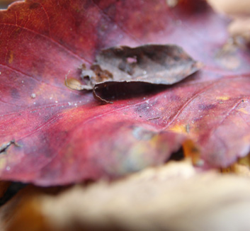 Dogwood Leaves